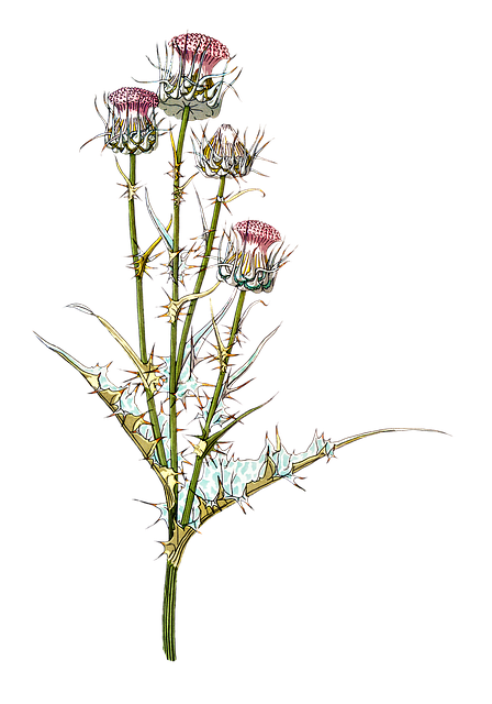 Weed Management