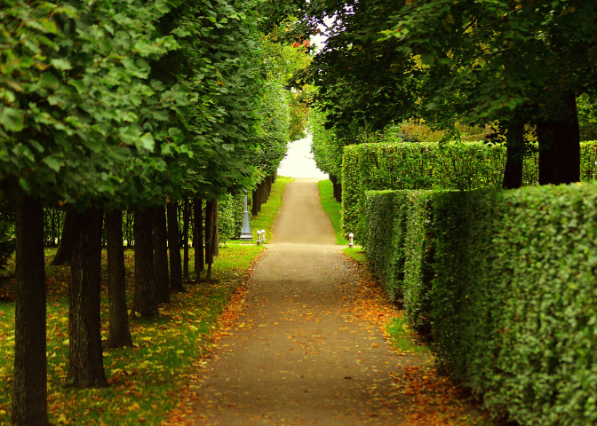 Tree Trimming Services Treasure Valley, ID